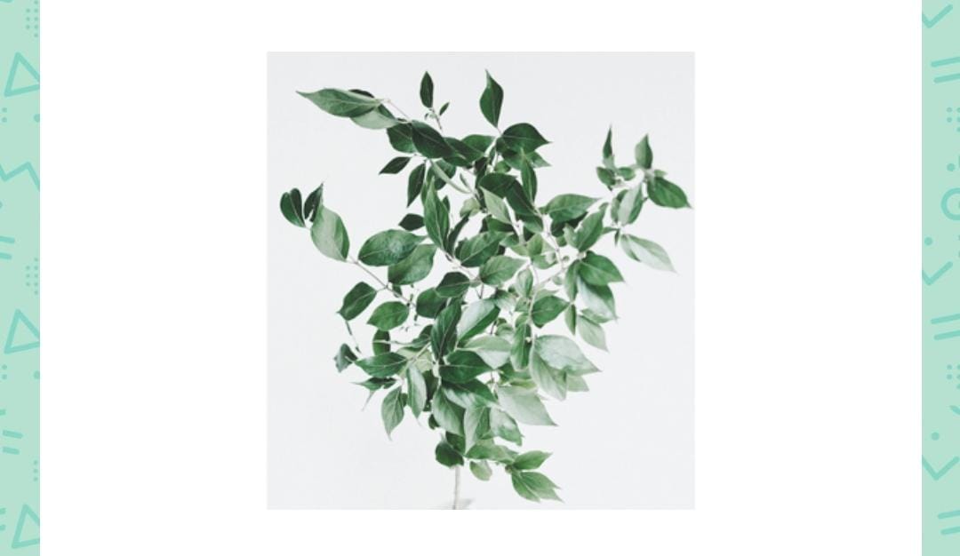 Which pigment causes leaves to be of this colour amazon quiz