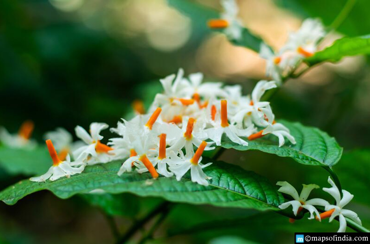 What are the Benefits Of Parijat Leaves?