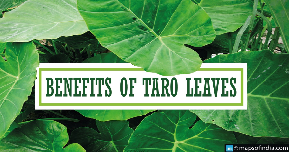 What are the benefits of Taro Leaves?