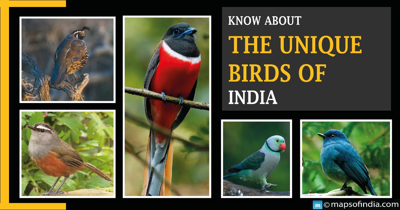 Know about the unique birds of India