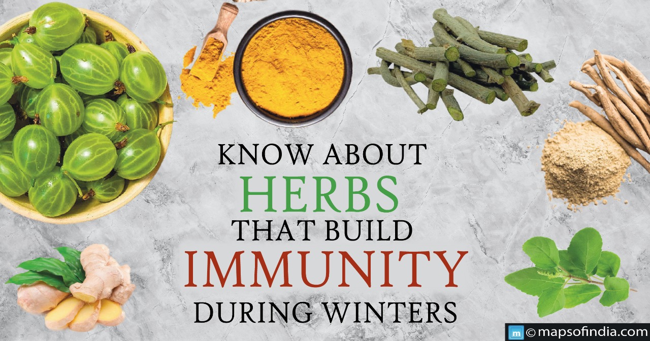 Know about the herbs that build immunity during winters