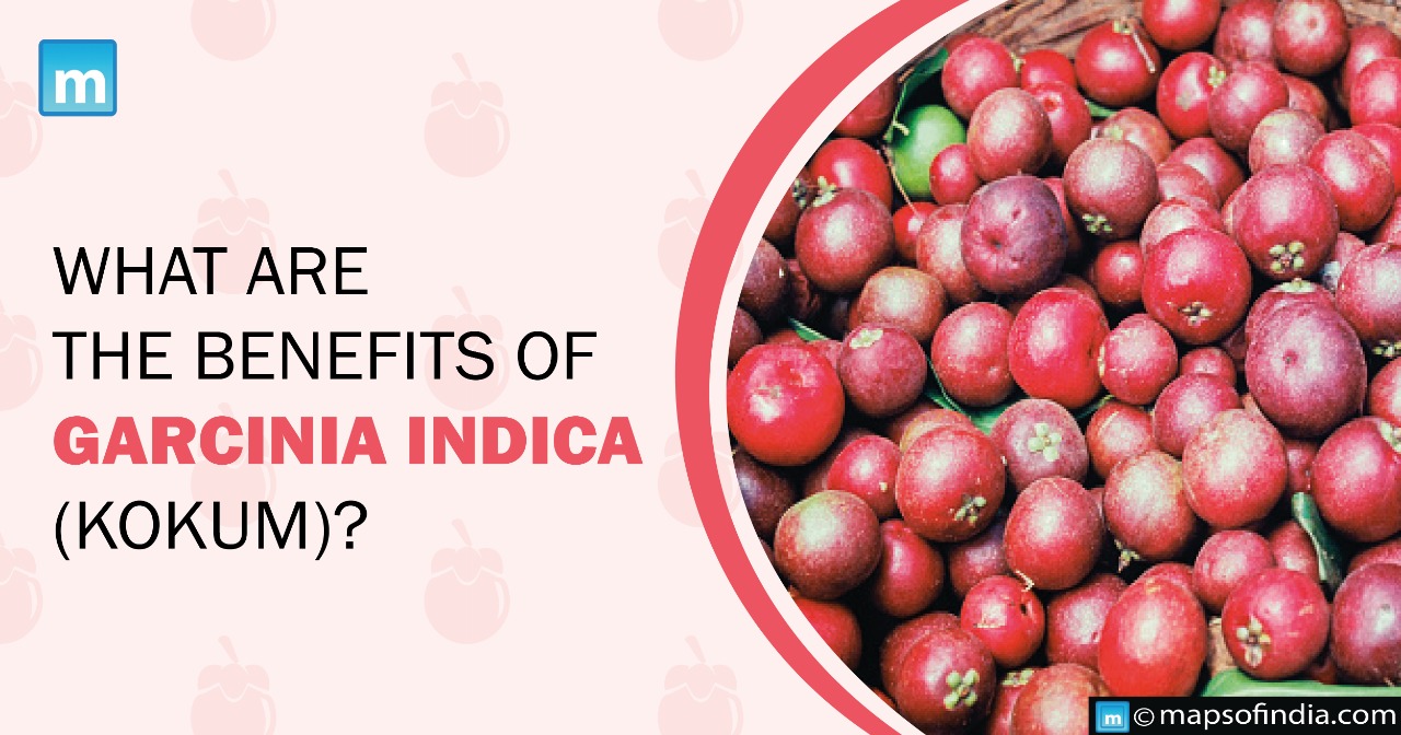What are the benefits of Garcinia Indica (Kokum)?