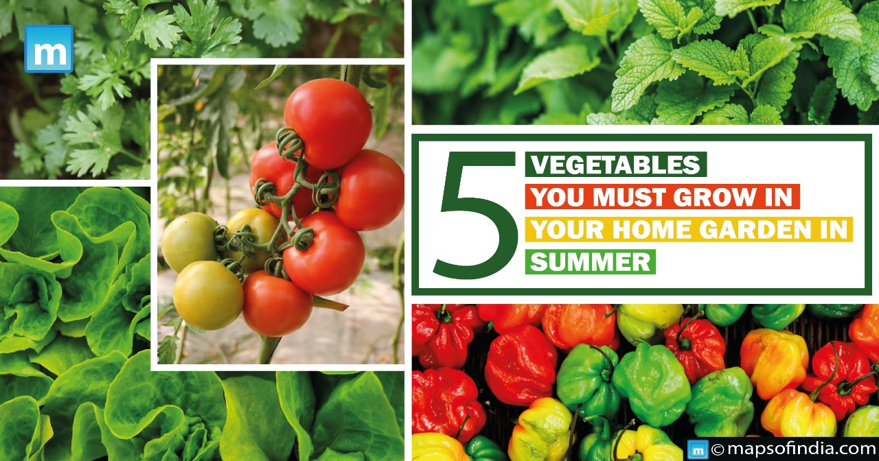 5 Vegetables you must grow in your home garden in Summer