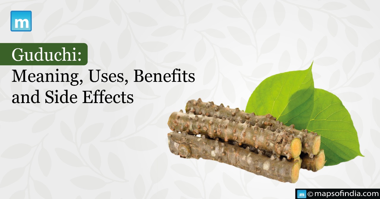Guduchi: Uses, Benefits and Side Effects