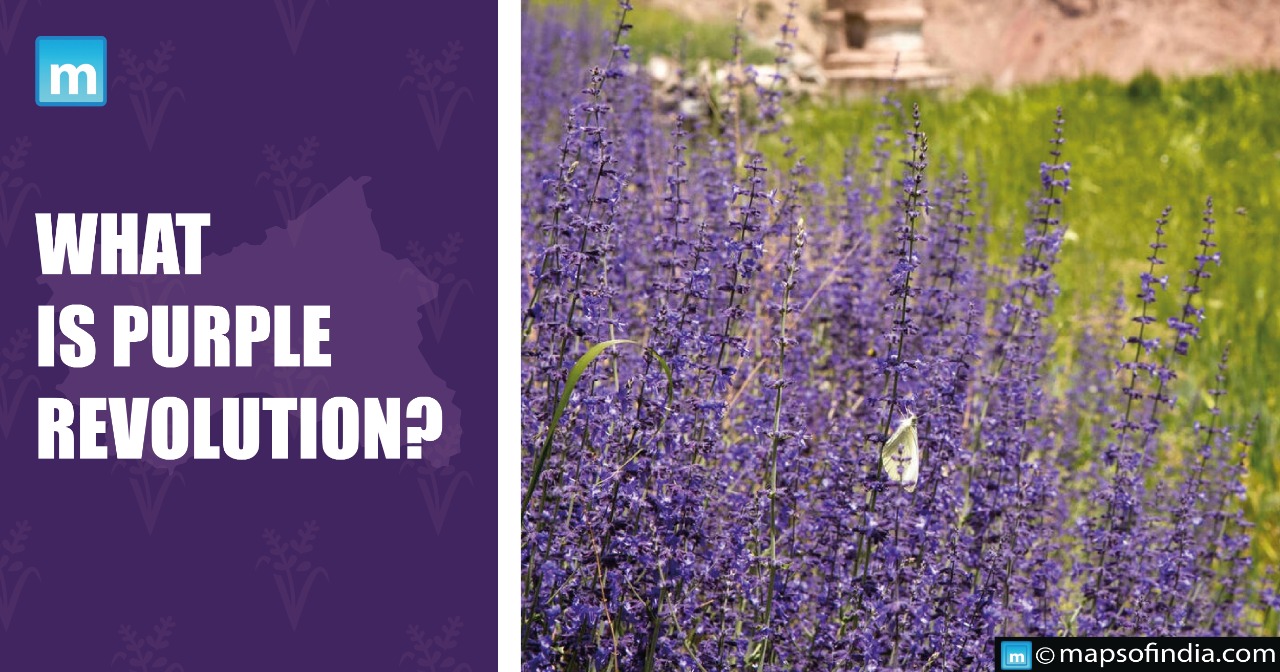 What is Purple Revolution?