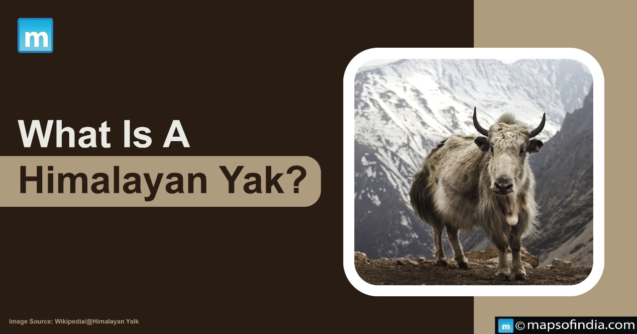 What Is A Himalayan Yak?