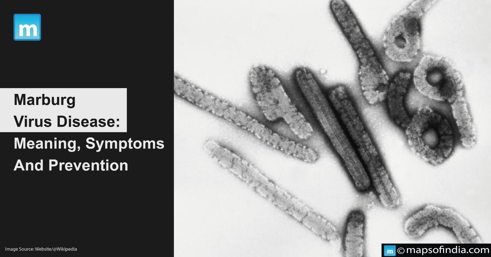 Marburg Virus Disease: Meaning, Symptoms And Prevention