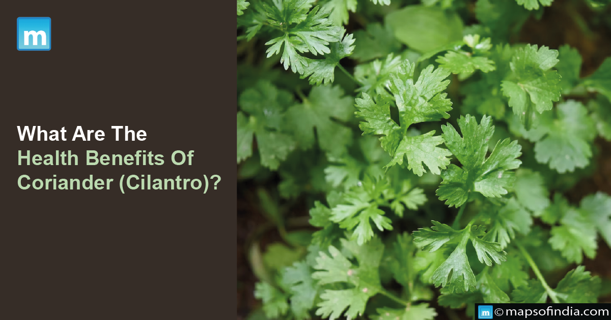 What Are The Health Benefits Of Coriander (Cilantro)?