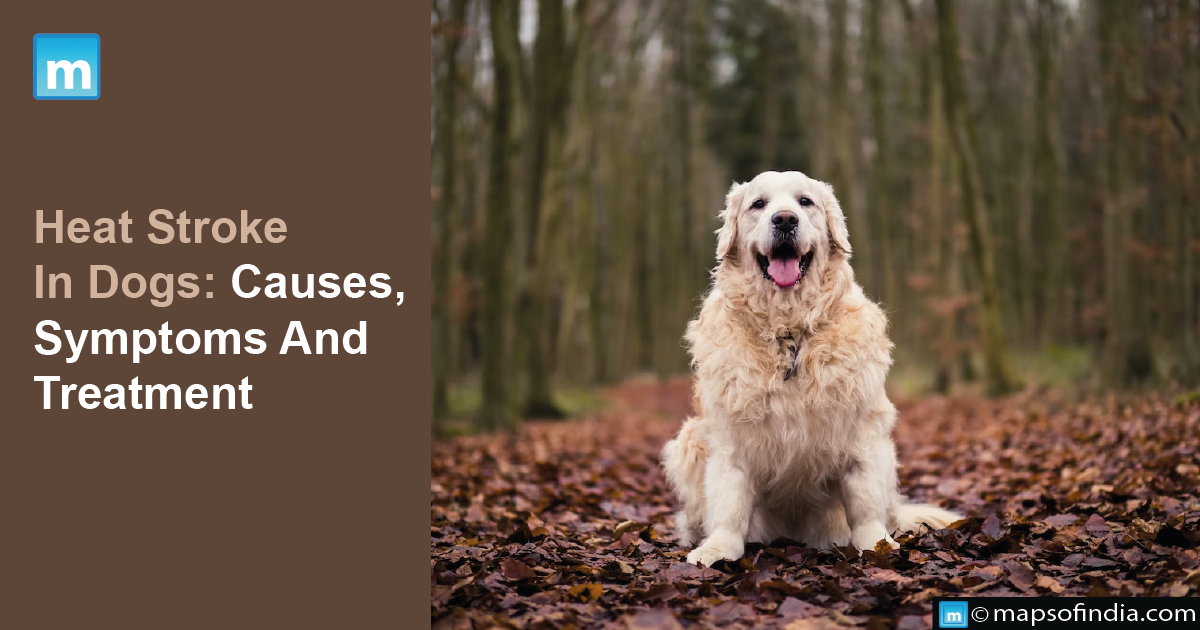 Heat Stroke In Dogs: Causes, Symptoms And Treatment