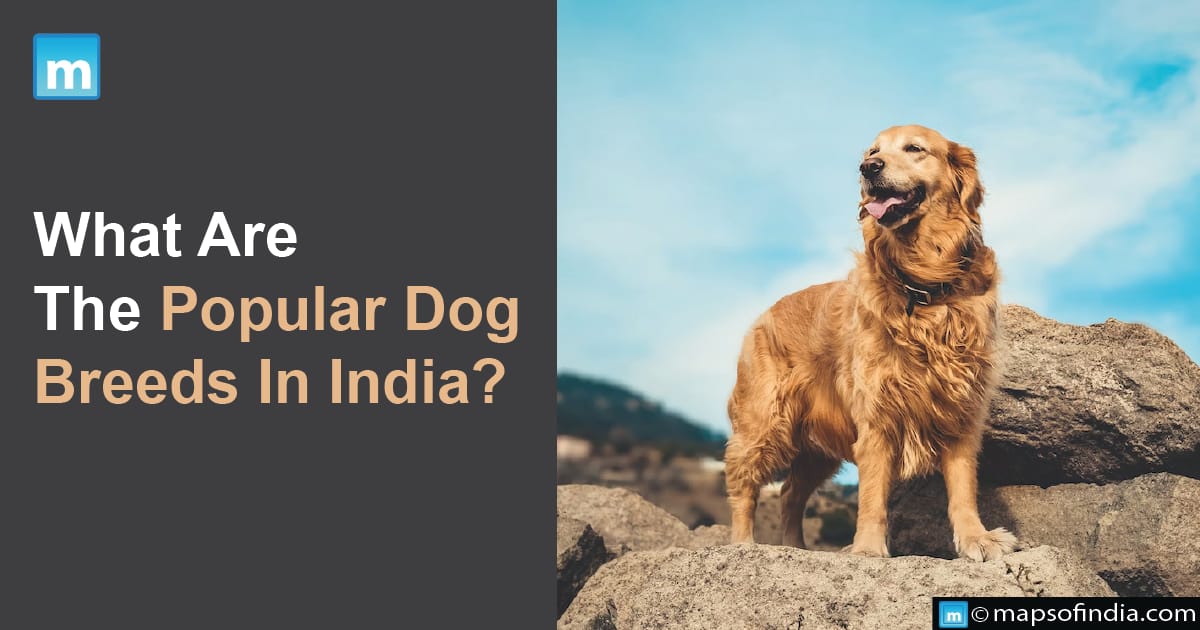 What Are The Popular Dog Breeds In India?