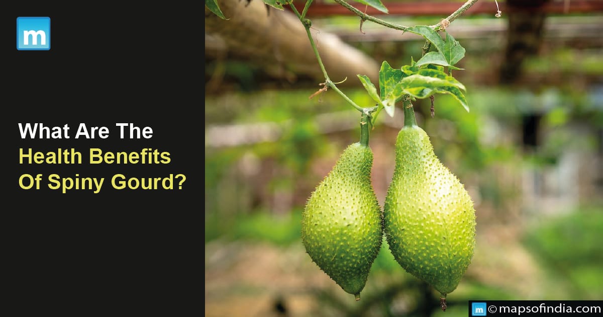 What Are The Health Benefits Of Spiny Gourd?