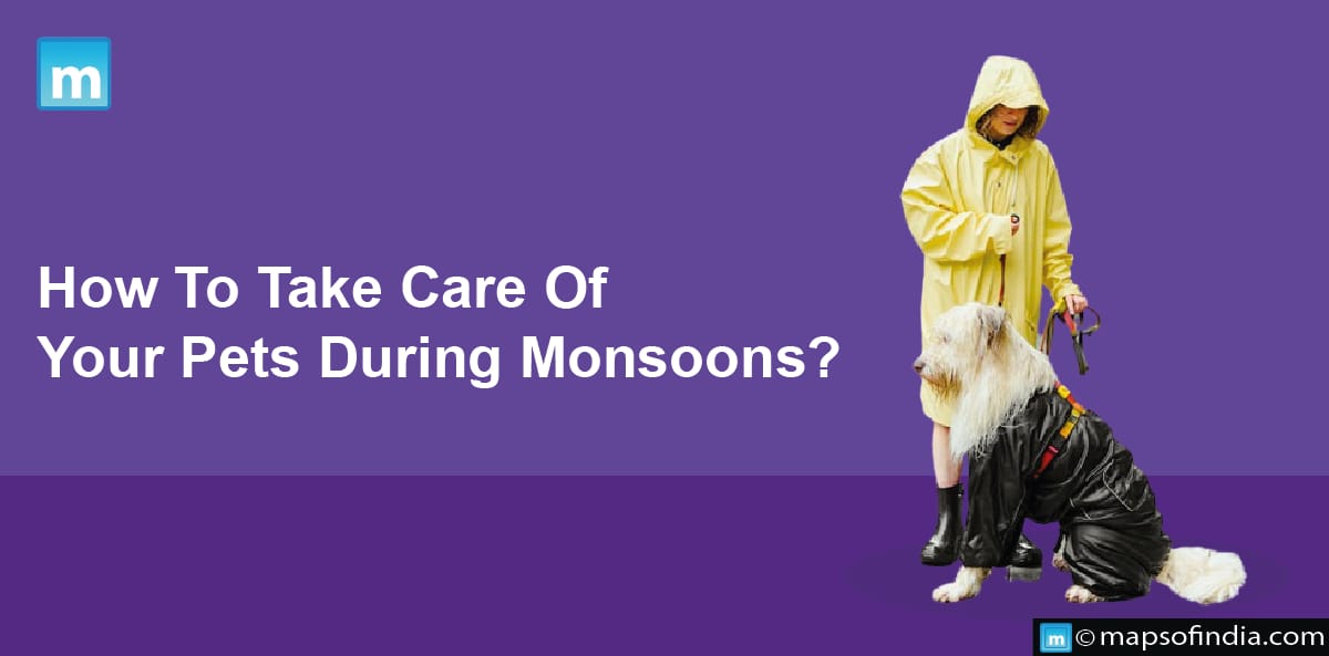 How To Take Care Of Your Pets During Monsoon?