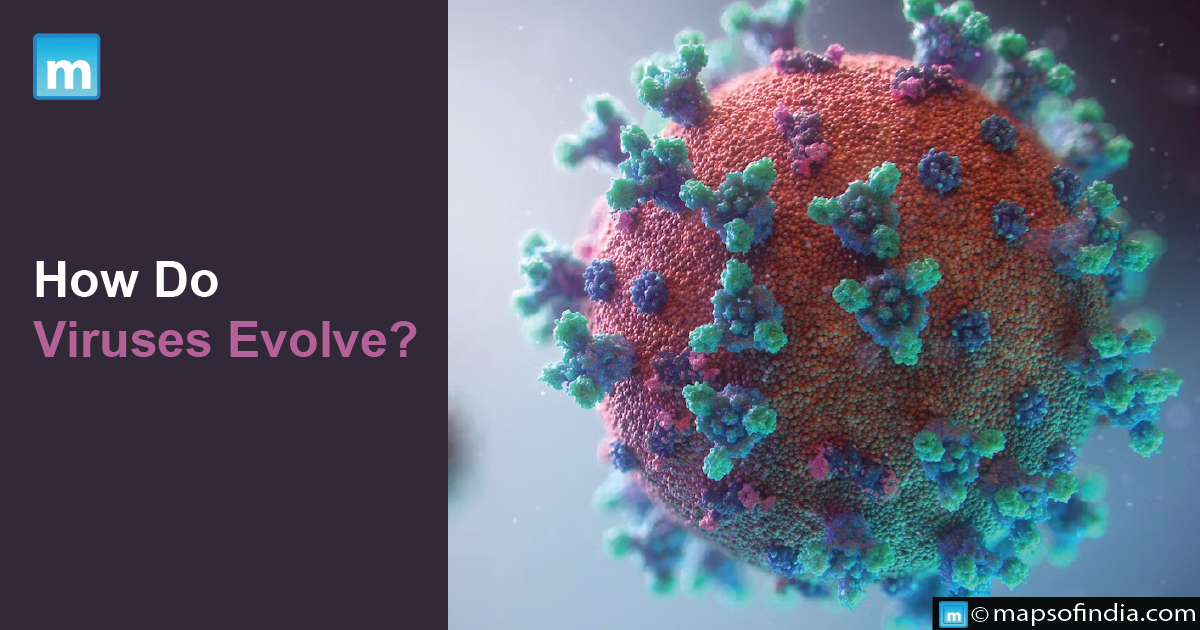 How Do Viruses Evolve?