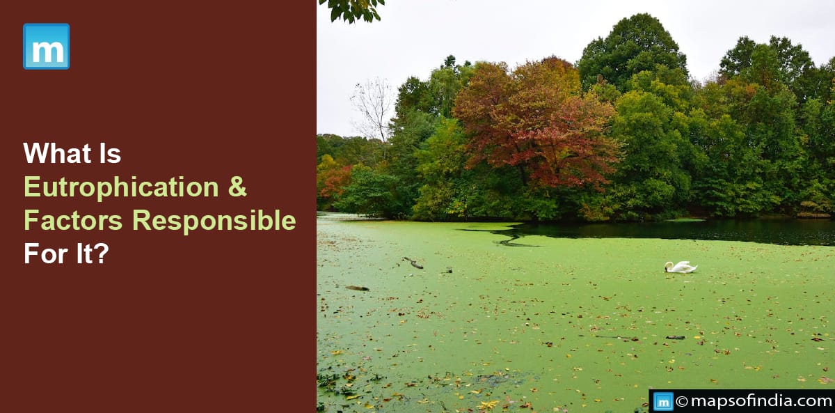 What Is Eutrophication & Factors Responsible For It?