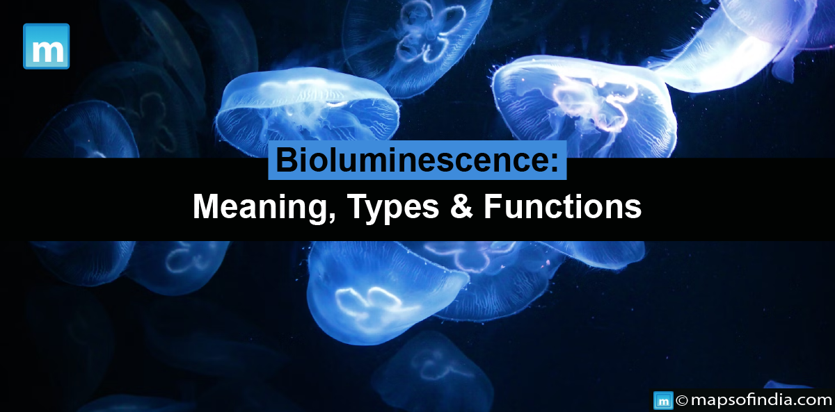 Bioluminescence: Meaning, Types & Functions