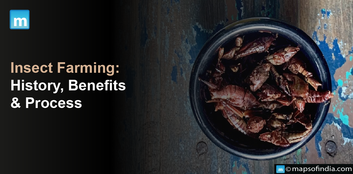 Insect Farming: History, Benefits And Process
