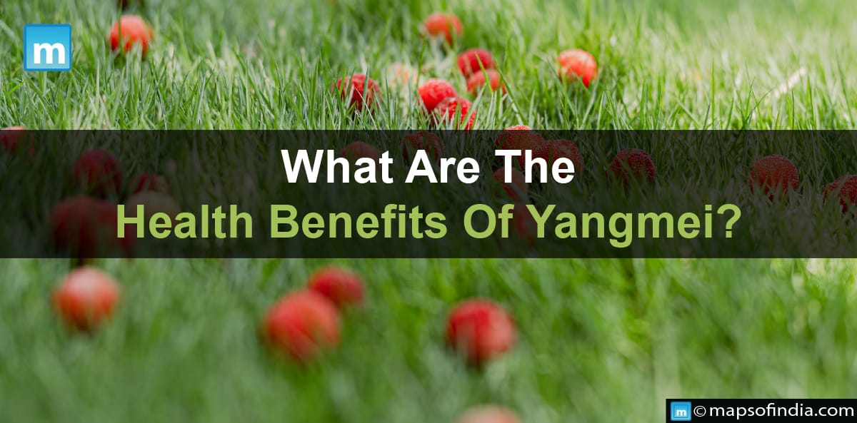 What Are The Health Benefits Of Yangmei?