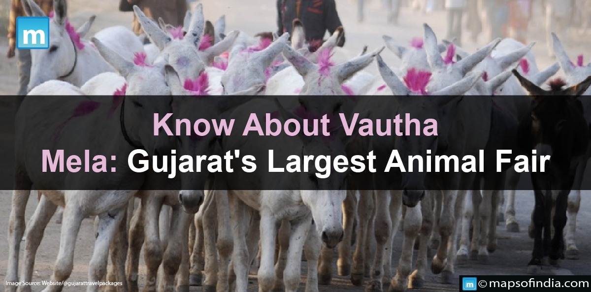 Know About Vautha Mela: Gujarat's Largest Animal Fair