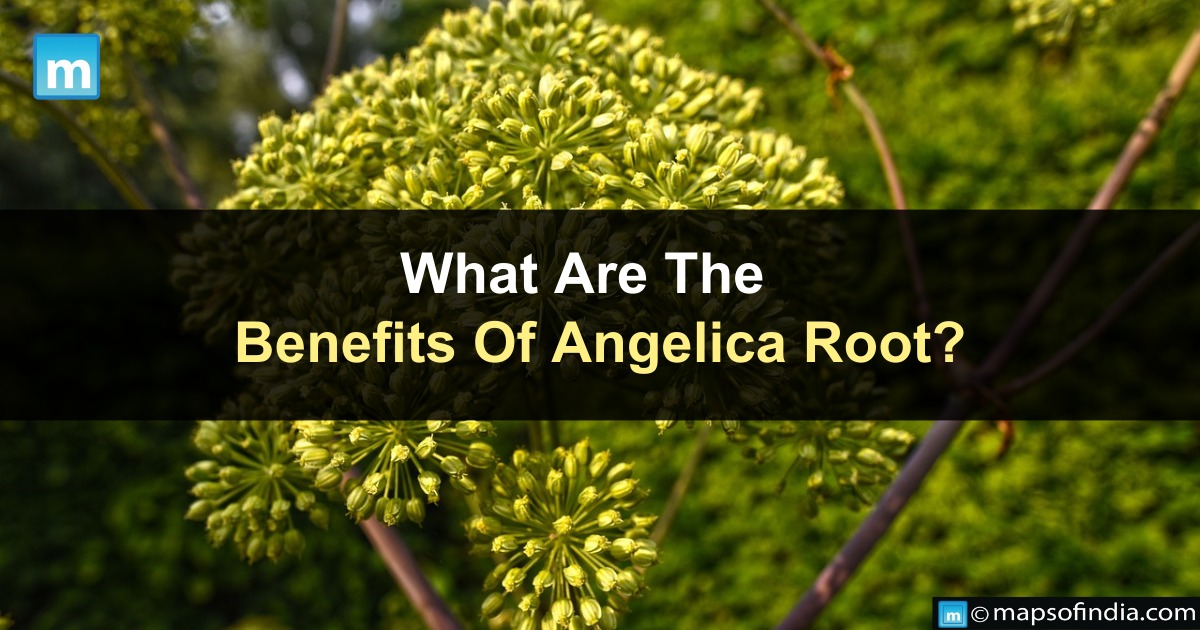 What Are The Benefits Of Angelica Root?