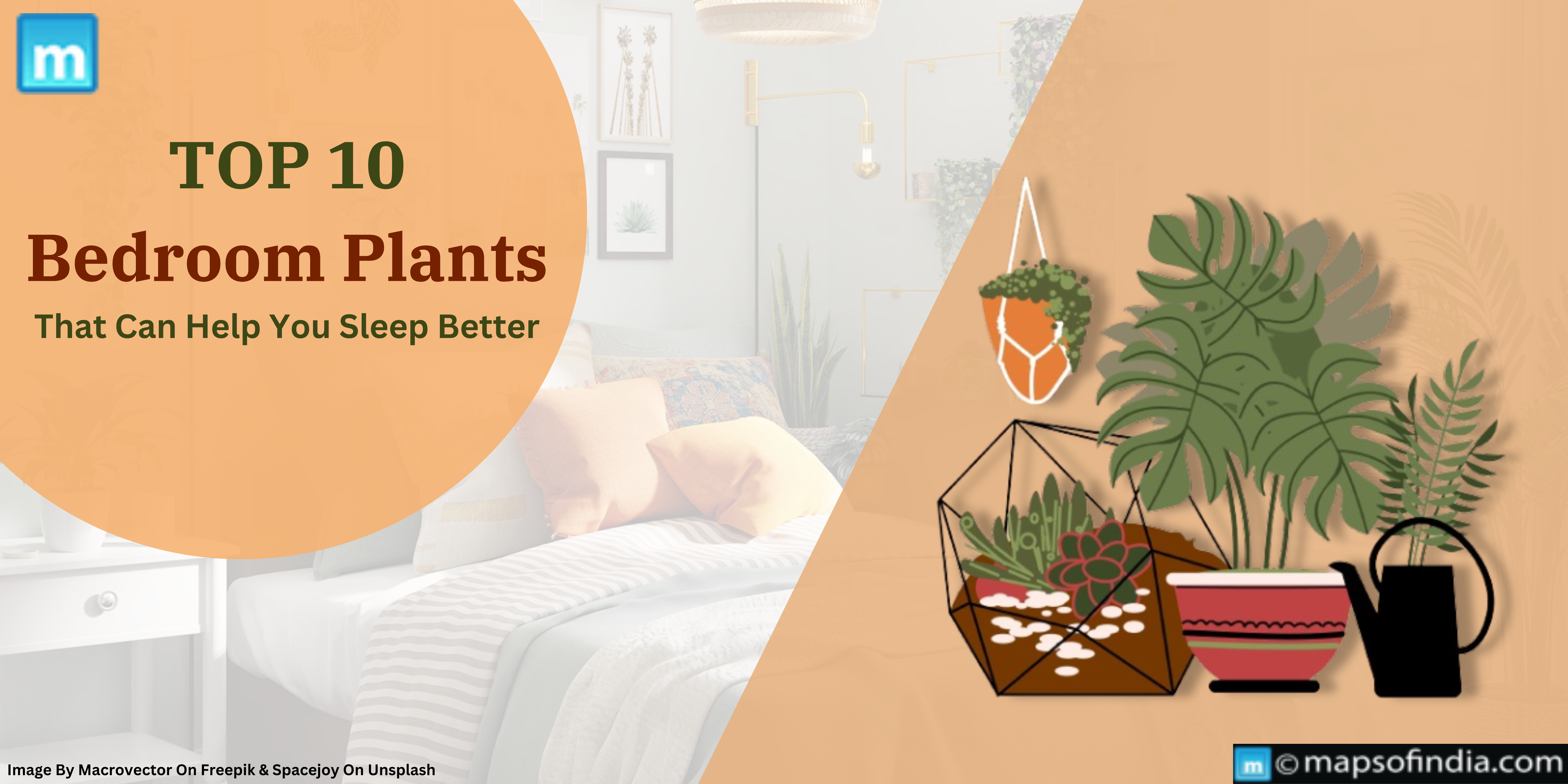 Top 10 Bedroom Plants That Can Help You Sleep Better