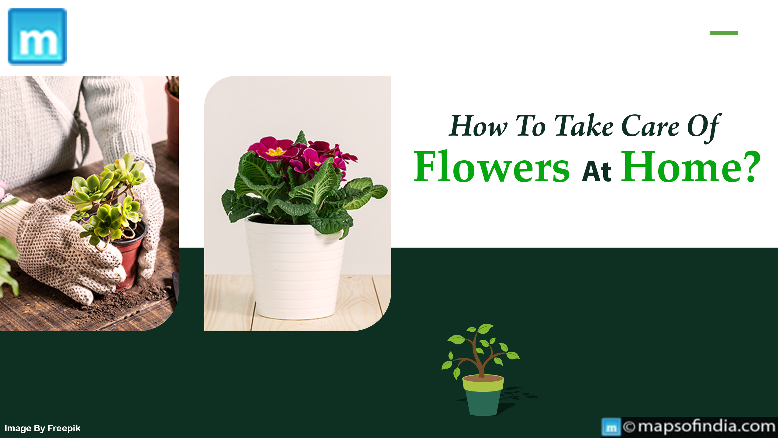 How To Take Care Of Flowers At Home?