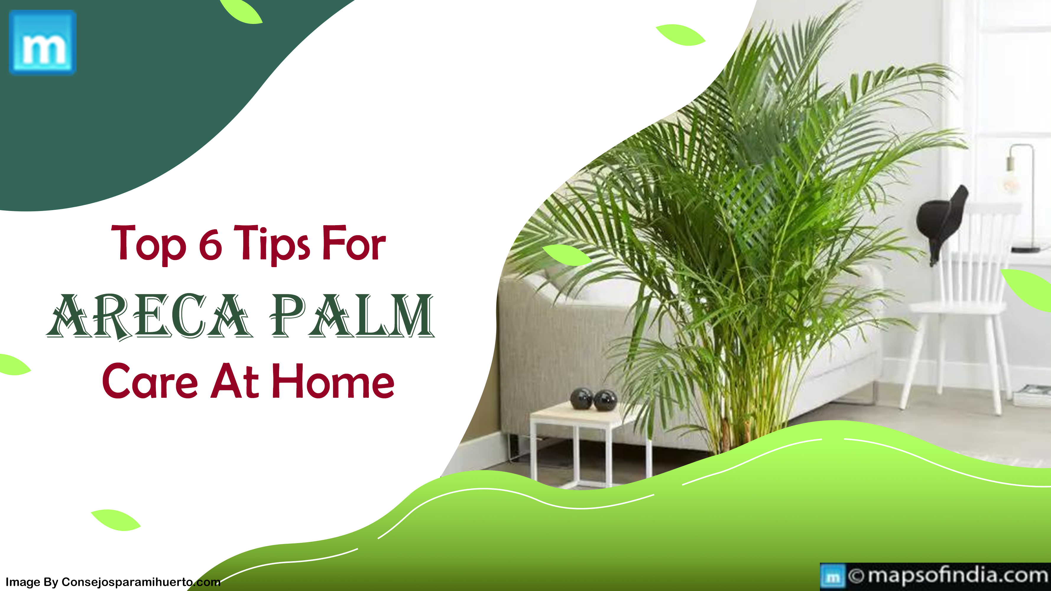 Top 6 Tips For Areca Palm Care At Home