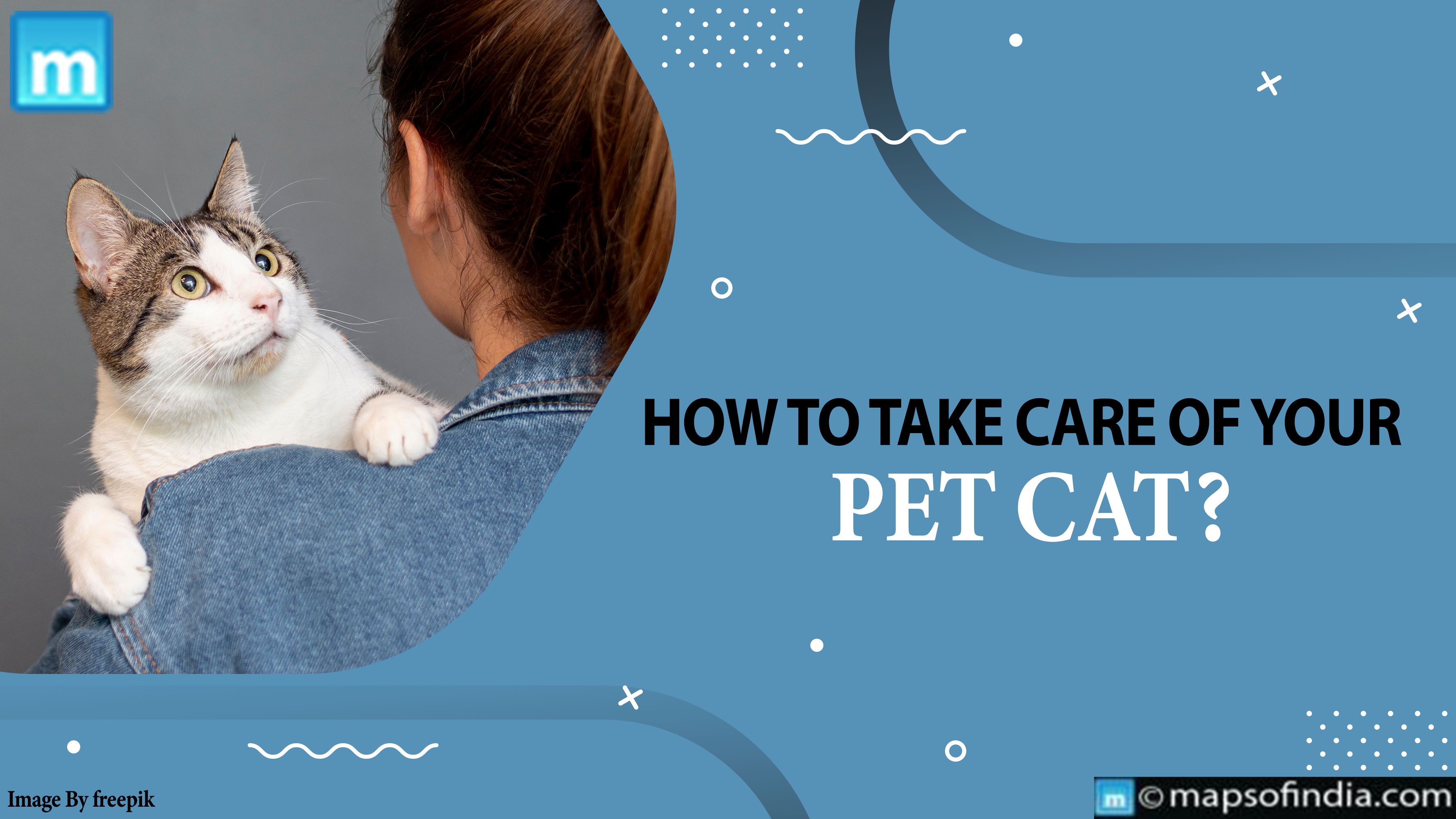 How To Take Care Of Your Pet Cat?