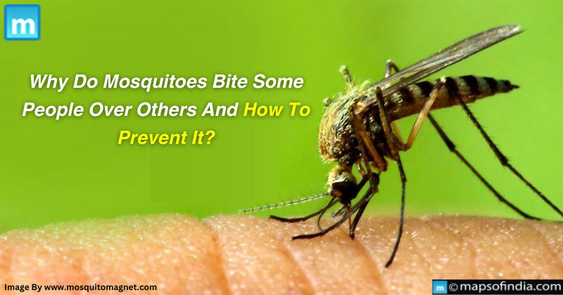 Why Do Mosquitoes Bite Some People Over Others And How To Prevent It?