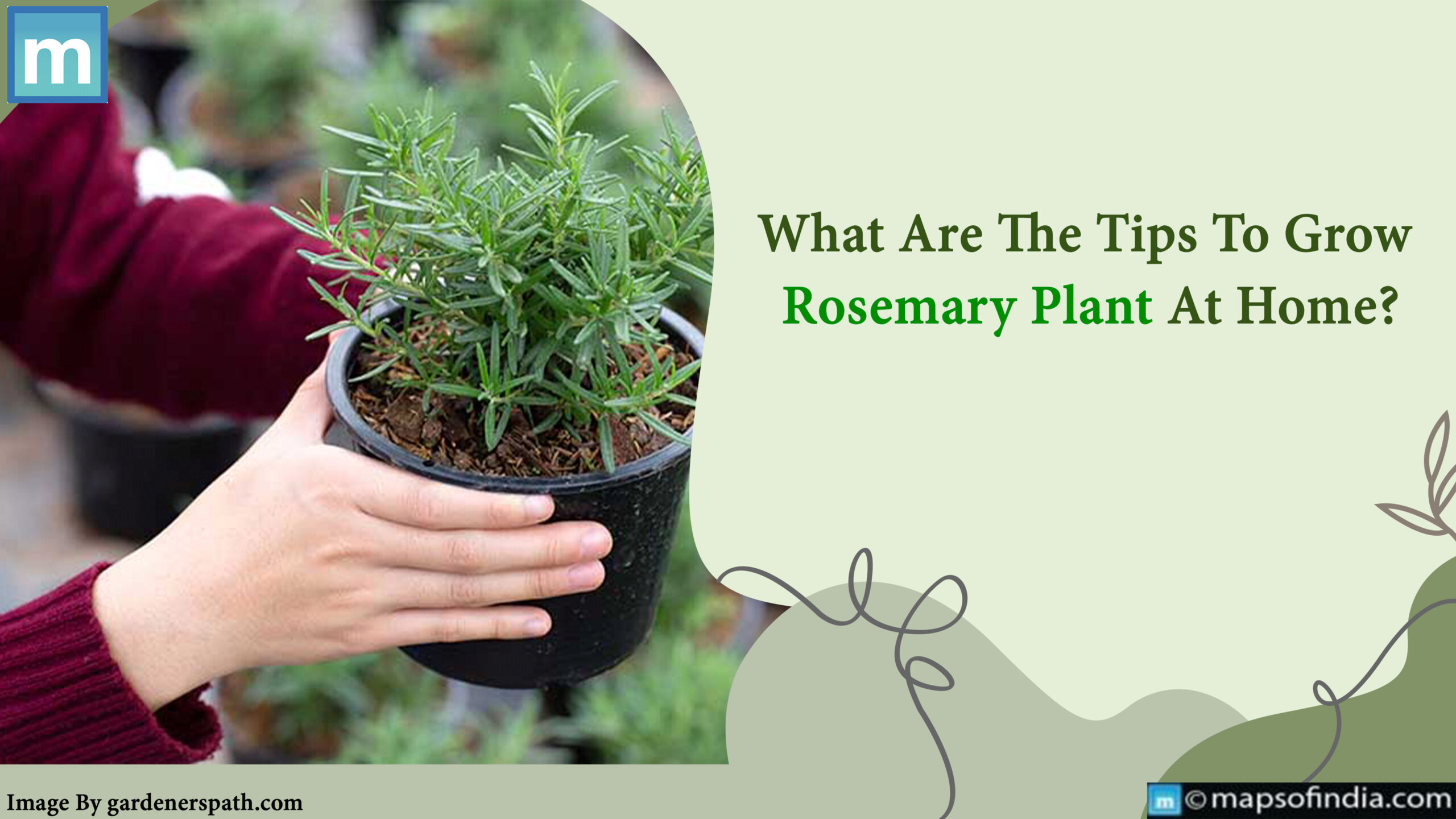 What Are The Tips To Grow Rosemary Plant At Home?