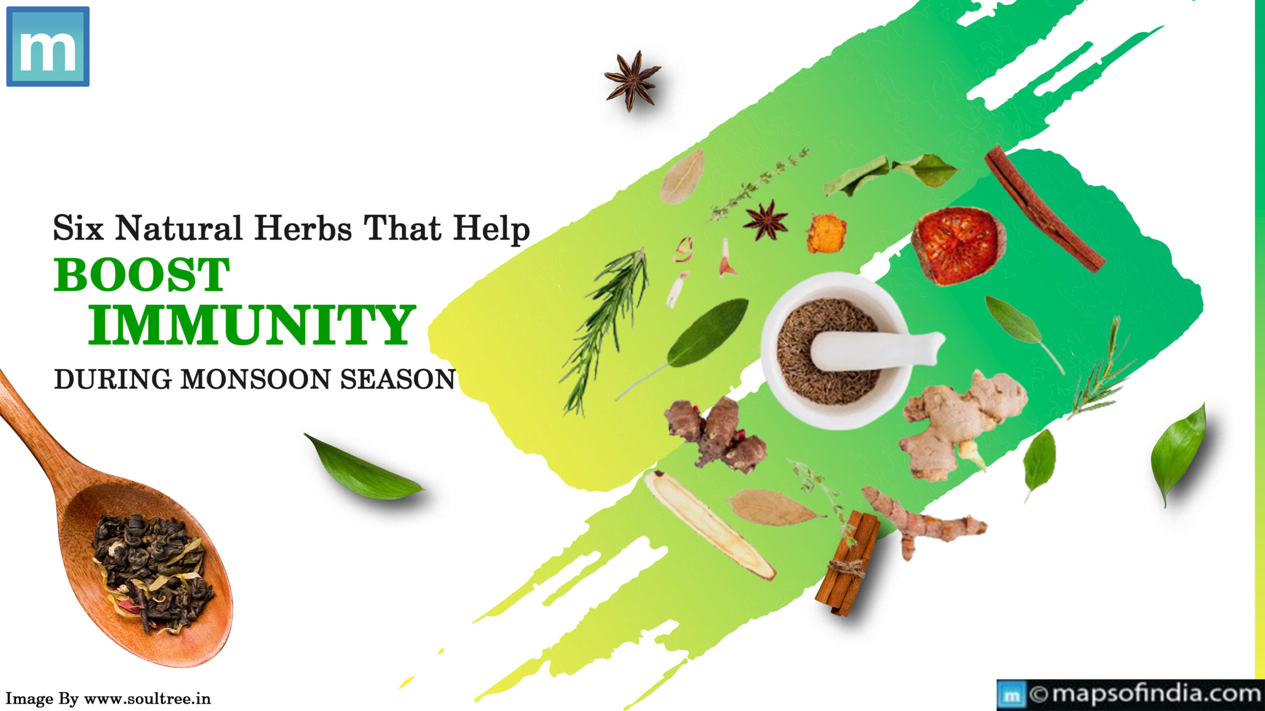 Six Natural Herbs That Help Boost Immunity During Monsoon Season