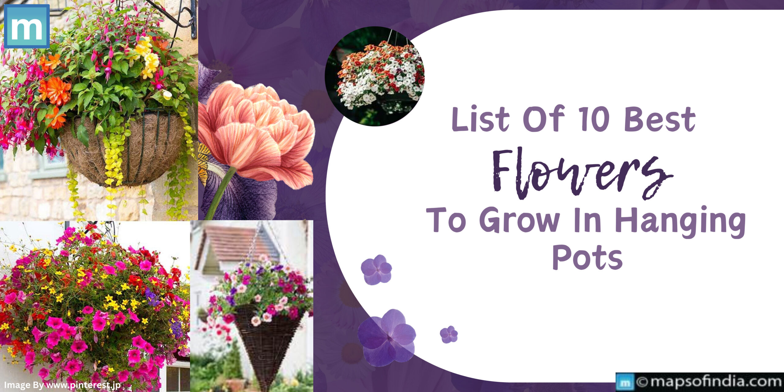 List Of 10 Best Flowers To Grow In Hanging Pots