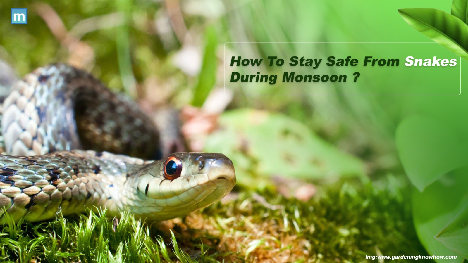 How To Stay Safe From Snakes During Monsoon?