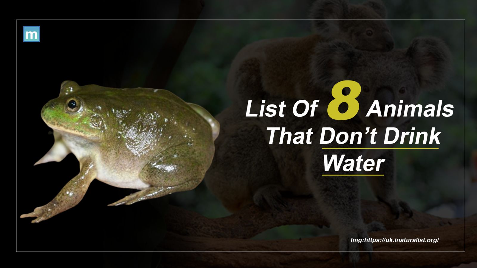 List Of 8 Animals That Don't Drink Water