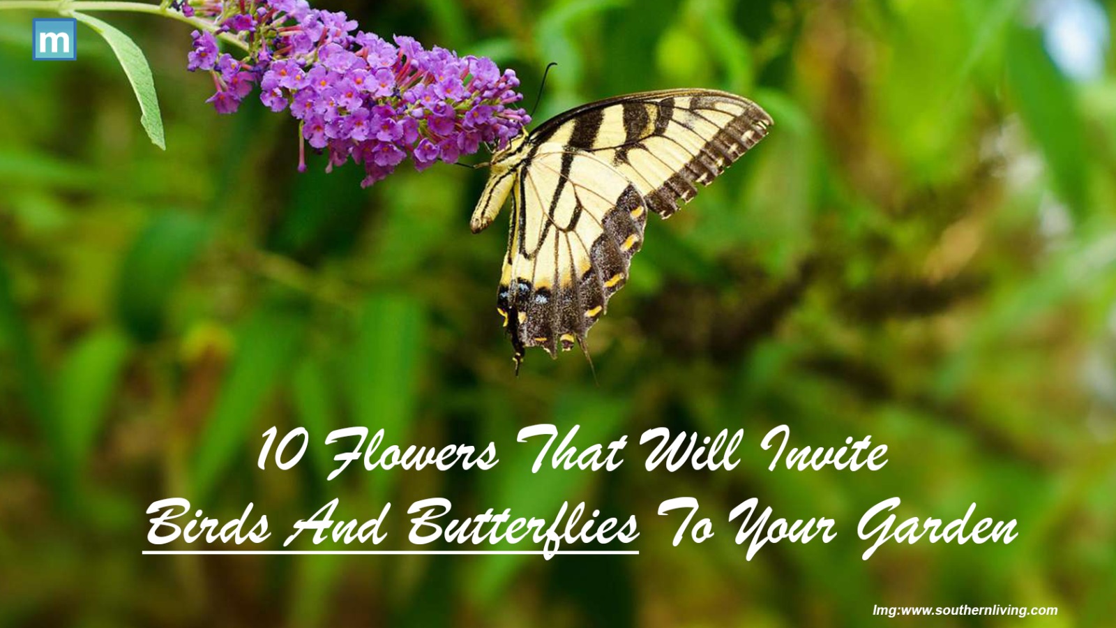 10 Flowers That Will Invite Birds And Butterflies To Your Garden