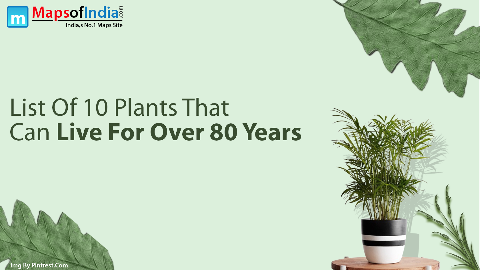 List Of 10 Plants That Can Live For Over 80 Years