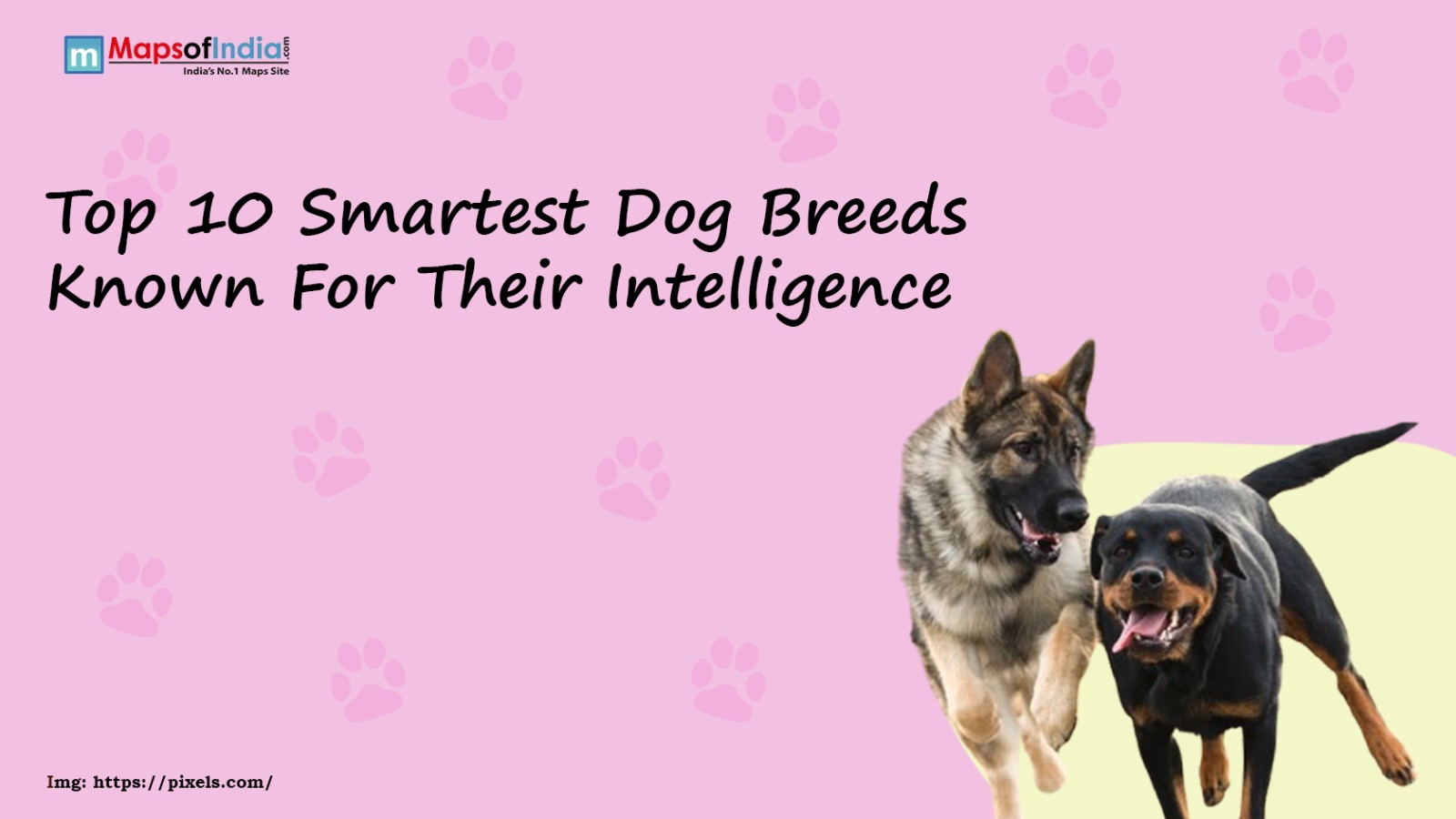 Top 10 Smartest Dog Breeds Known For Their Intelligence