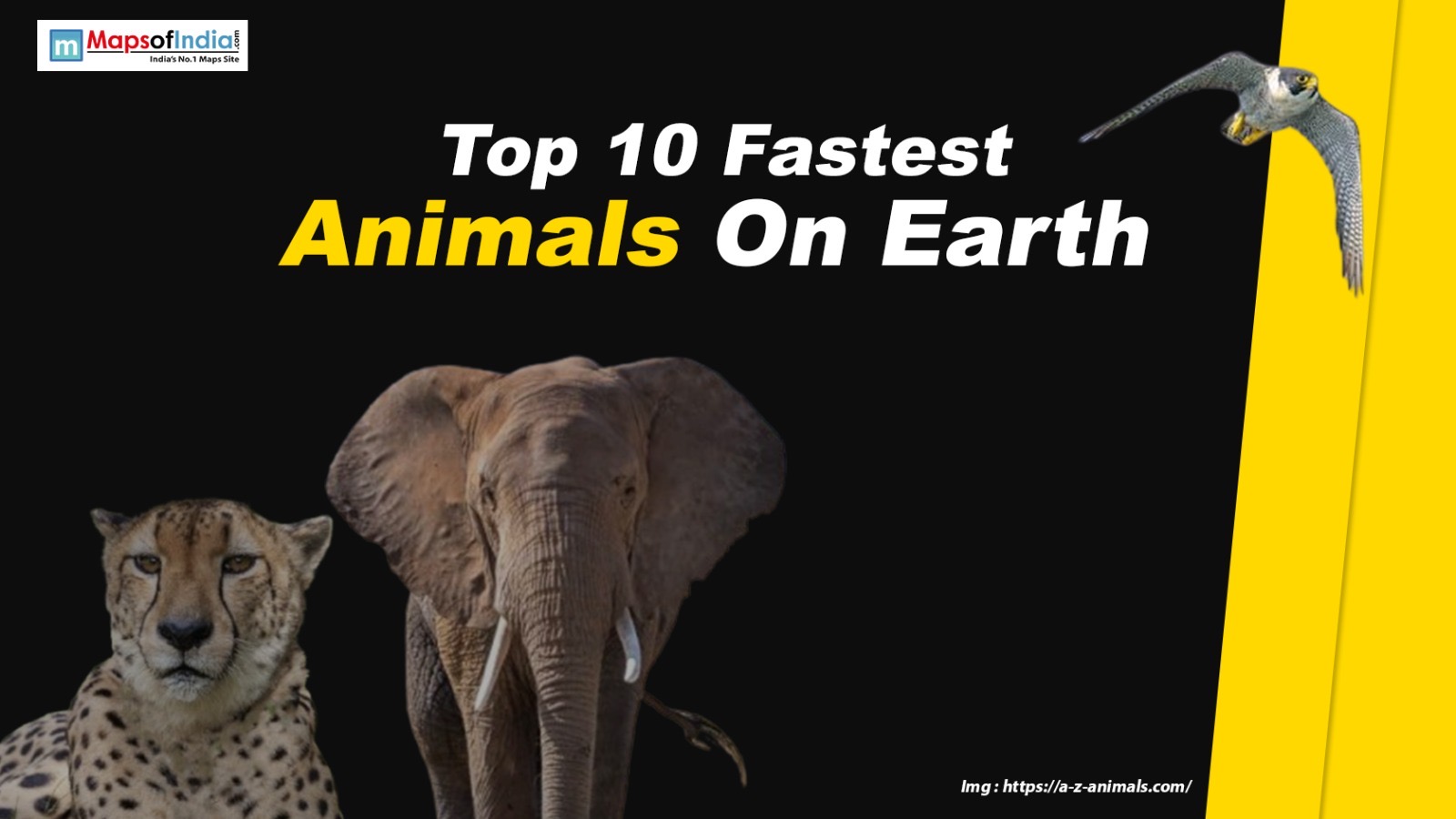 Top 10 Fastest Animals On Earth