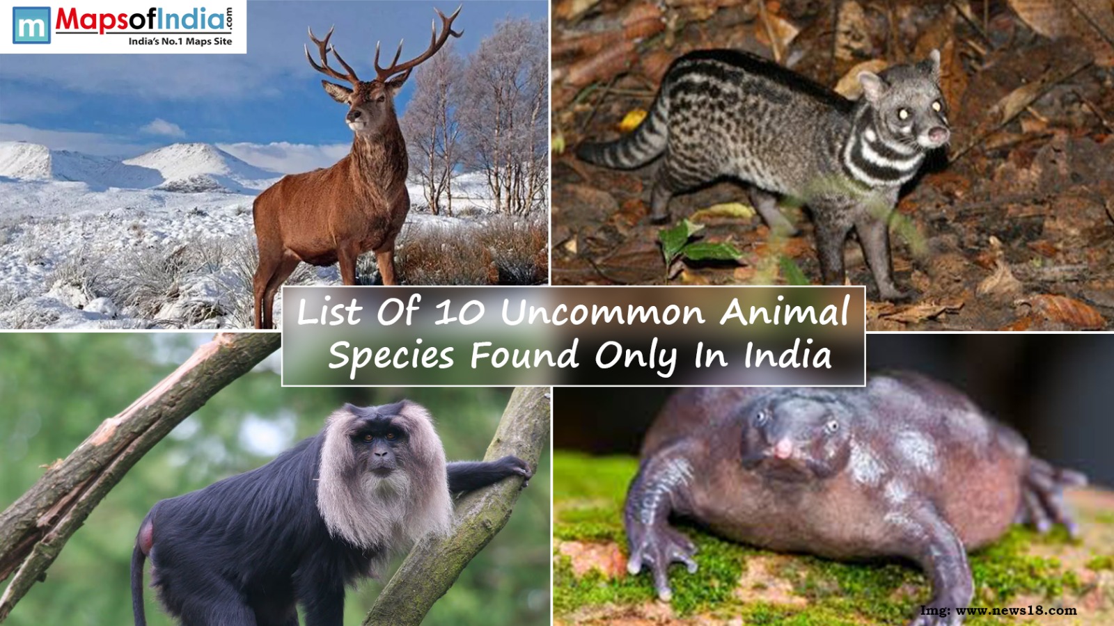 List Of 10 Uncommon Animal Species Found Only In India