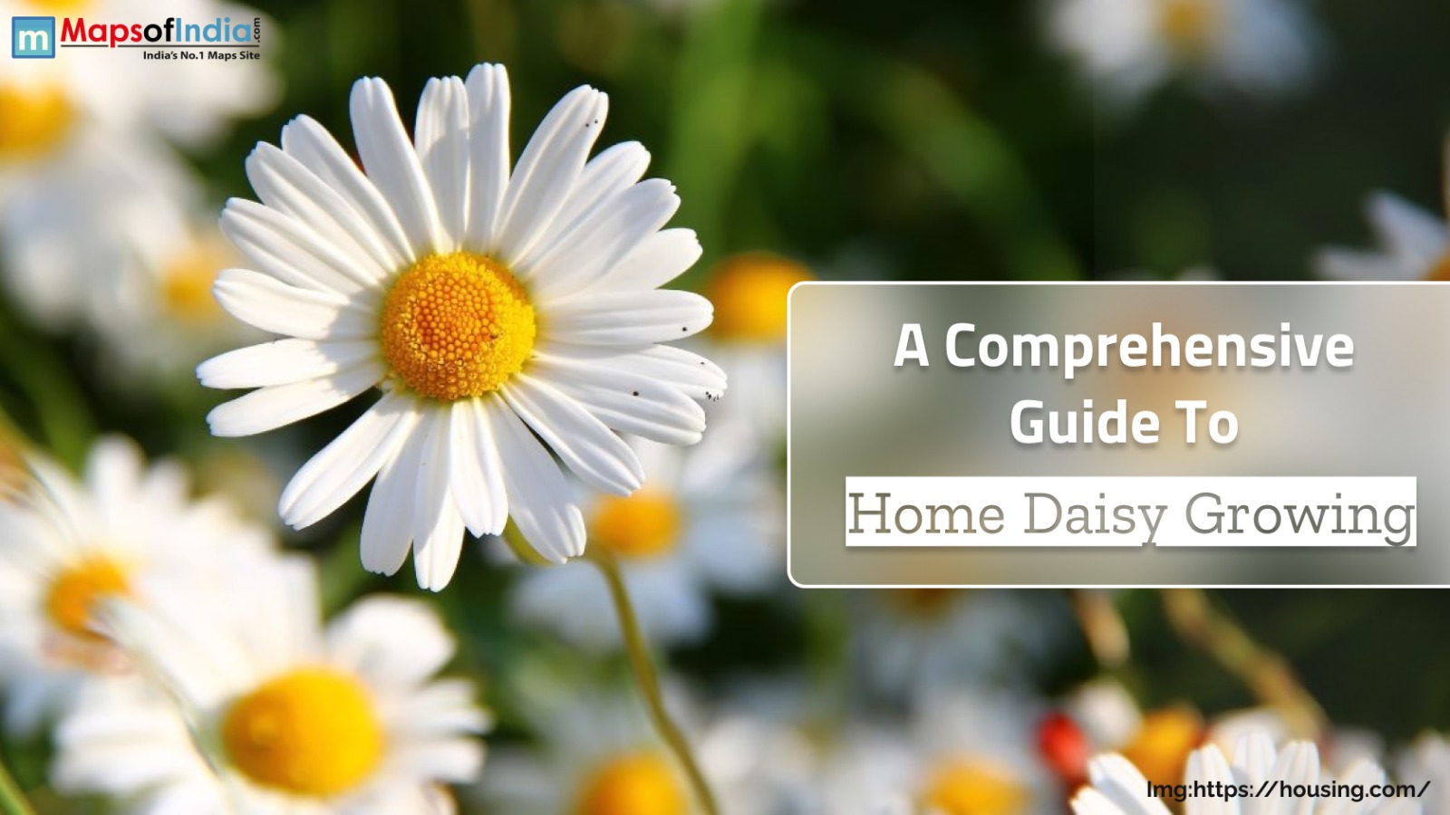 A Comprehensive Guide To Home Daisy Growing