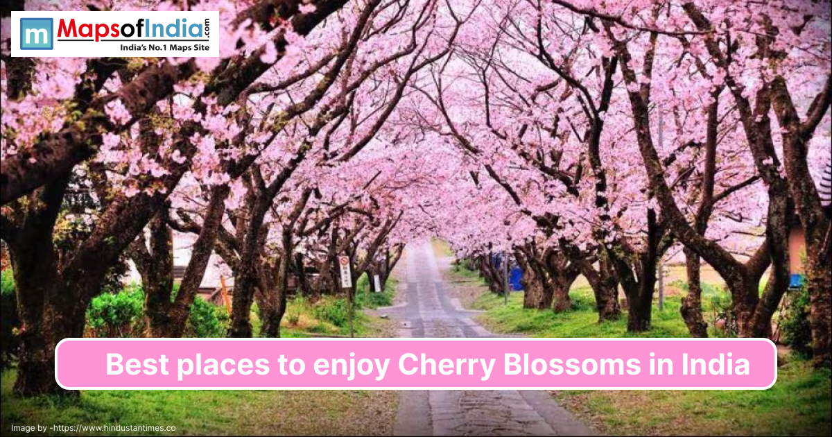 A scenic pathway lined with blooming cherry blossom trees featuring vibrant pink flowers, promoting the best places to enjoy cherry blossoms in India.