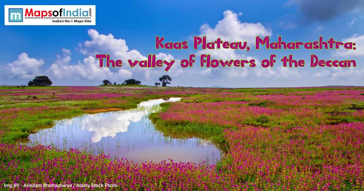 Kaas Plateau in Maharashtra covered with vibrant seasonal wildflowers, reflecting in a small water stream under a blue sky, known as the Valley of Flowers of the Deccan.