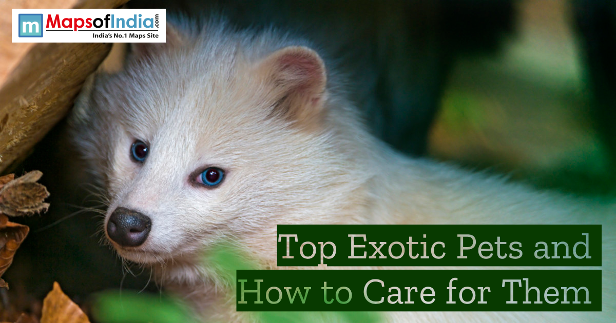 Close-up of a white exotic pet with blue eyes in a natural setting, featuring the text “Top Exotic Pets and How to Care for Them” and Maps of India logo.