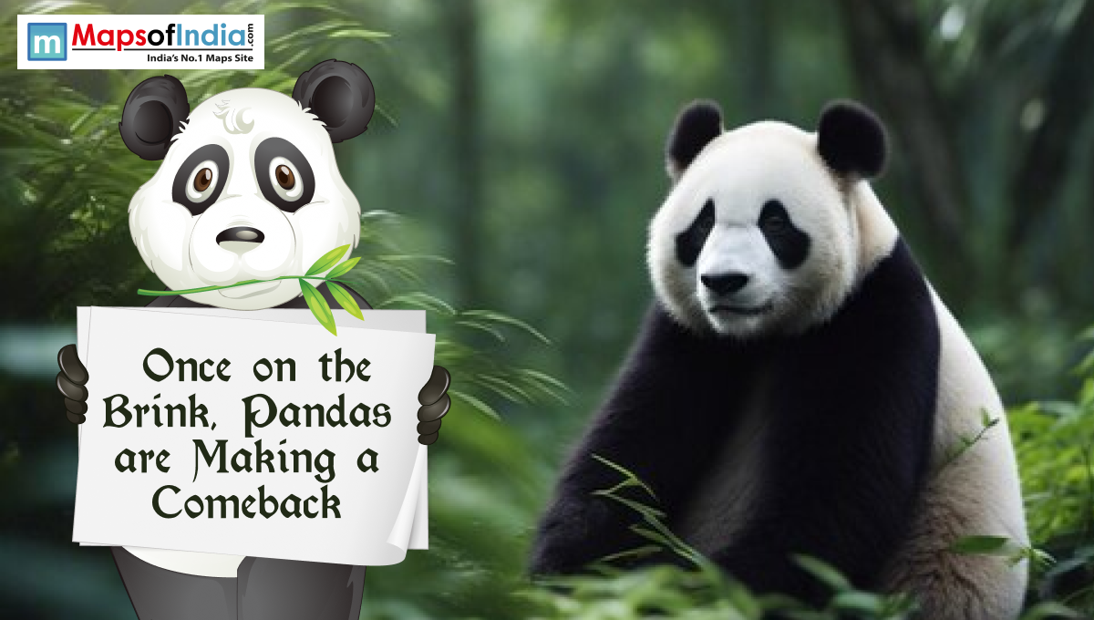 Illustration of a giant panda in a forest beside a cartoon panda holding a sign that reads “Once on the Brink, Pandas are Making a Comeback.”
