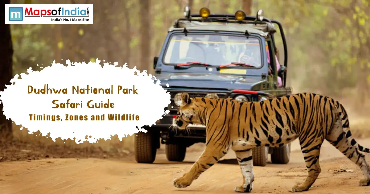 Tiger crossing near a safari jeep in Dudhwa National Park, highlighting wildlife safari experiences.