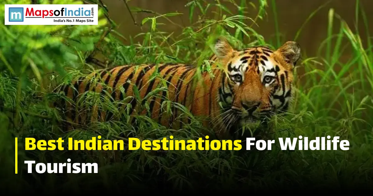 A Bengal tiger walking through lush green jungle foliage, with text reading "Best Indian Destinations For Wildlife Tourism".