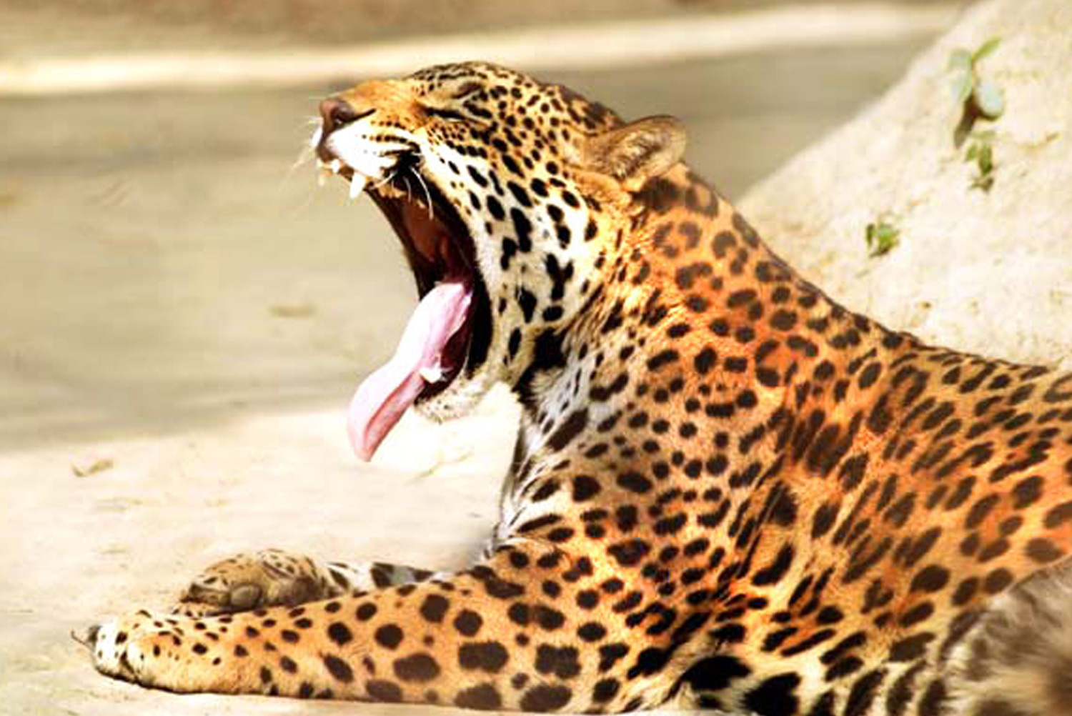 Jaguar - The Big Cat